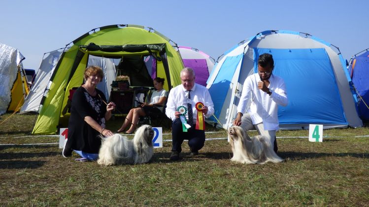 2019-09-01 Gotland Dog Show INT